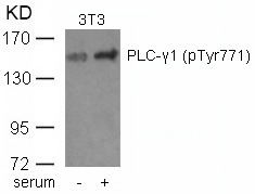 Anti-Phospho-PLCγ1 (Tyr771) Polyclonal Antibody