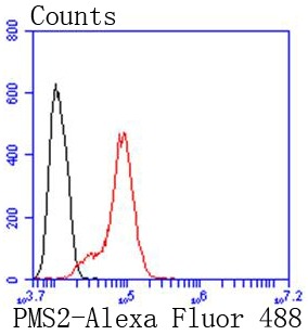 Anti-PMS2 Antibody (2B500)