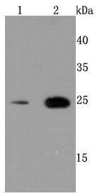 Anti-Peroxiredoxin 6 Antibody (6V183)