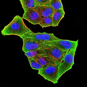 Anti-PRDM5 Antibody (2C105)