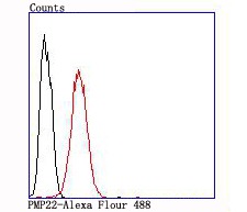 Anti-PMP22 Antibody (3X860)