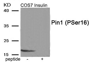 Anti-Phospho-PIN1 (Ser16) Polyclonal Antibody