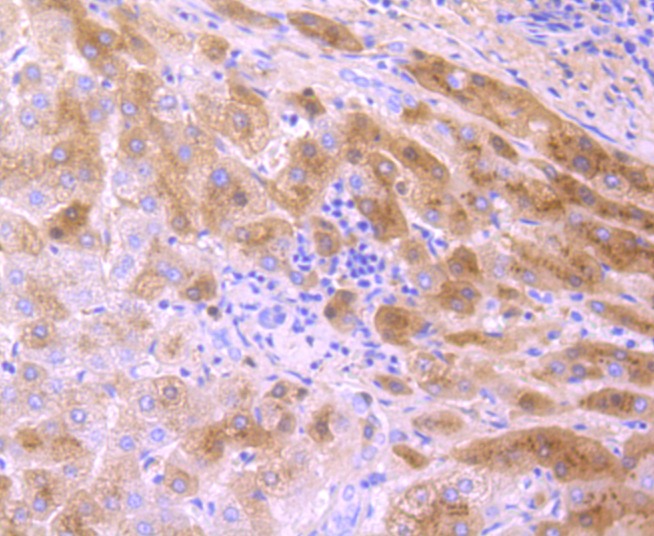 Anti-Transthyretin Antibody (5V428)
