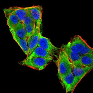 Anti-PLCγ1 Antibody (8G514)