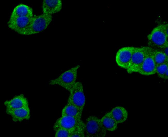 Anti-PLXNA1 Antibody (5L971)