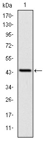 Anti-LIMS1 Antibody (3E803)