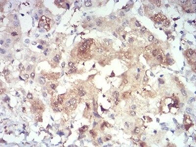 Anti-PRDM4 Antibody (8D792)