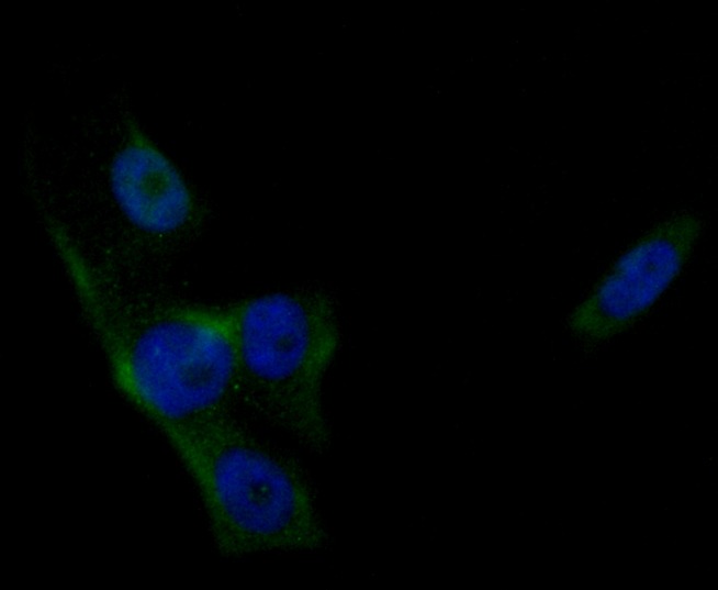 Anti-Phospholipase C gamma 1 Antibody (7V238)