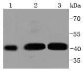Anti-Phospho-MAP2K1 (Ser298) Antibody (9P567)