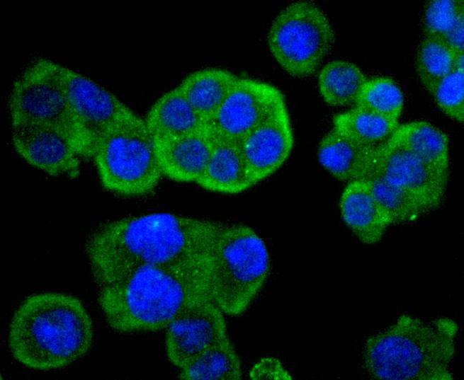Anti-Phospho-MAP2K1 (Ser298) Antibody (9P567)