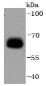 Anti-Phospho-AMPKα (Ser496) Antibody (3X970)