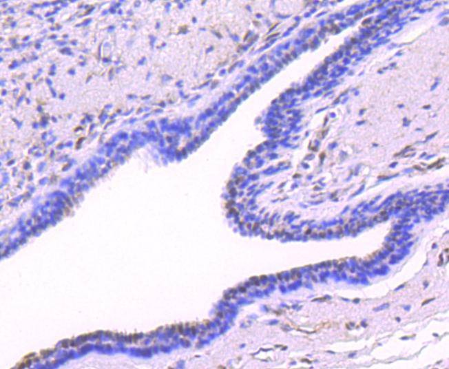 Anti-Phospho-JunD (Ser255) Antibody (2L794)