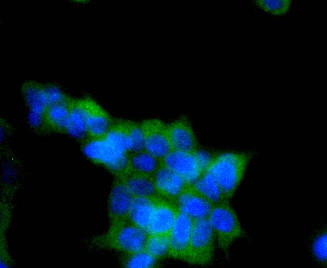 Anti-Phospho-AMPKα (Ser496) Antibody (3X970)