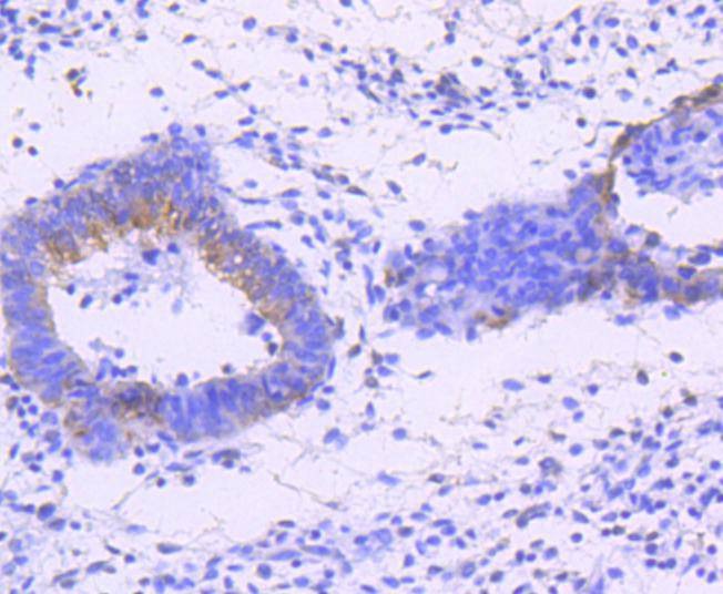 Anti-Phospho-JNK1/2/MAPK10 (Thr183/183/221) Antibody (7N200)