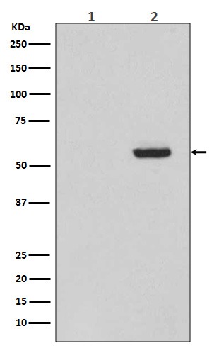 Anti-Phospho-MAPT (Ser396) Antibody (4F595)