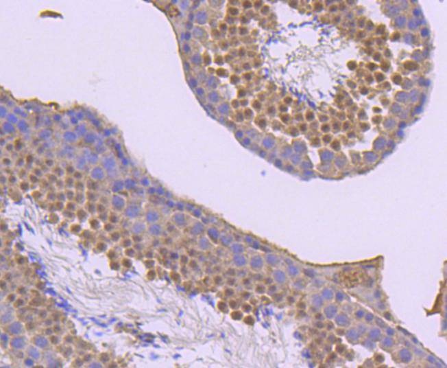 Anti-Phospho-JunD (Ser255) Antibody (2L794)