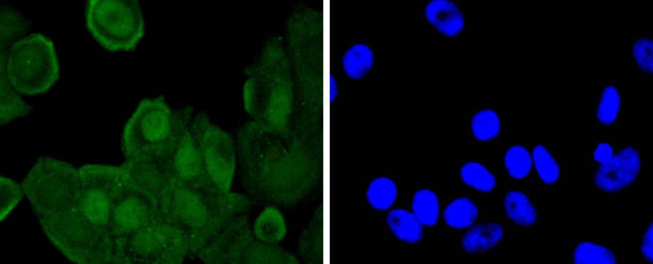 Anti-Phospho-JunD (Ser255) Antibody (2L794)