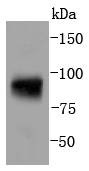 Anti-Phospho-STAT5A (Tyr694) Antibody (5T706)