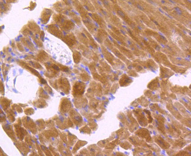 Anti-Phospho-JNK1/2/MAPK10 (Thr183/183/221) Antibody (7N200)