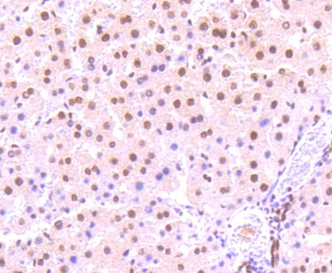Anti-Phospho-STAT3 (Ser727) Antibody (9W152)