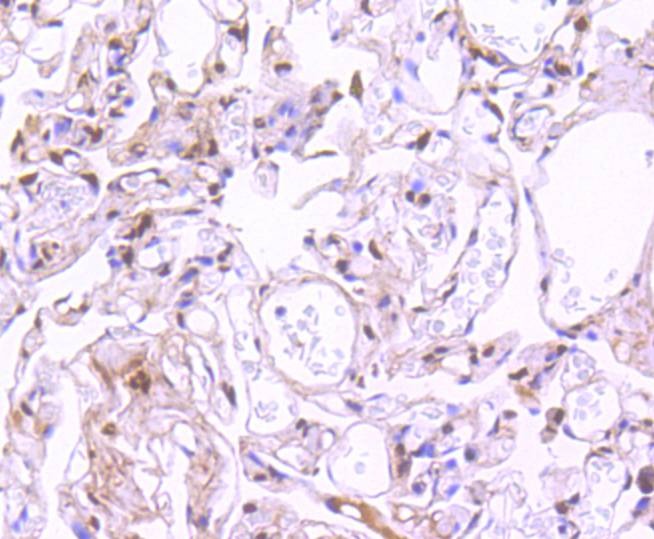 Anti-Phospho-STAT3 (Ser727) Antibody (9W152)