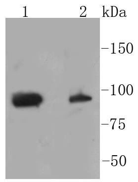 Anti-Phospho-STAT3 (Ser727) Antibody (9W152)