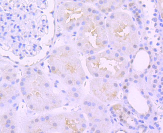 Anti-PAX8 Antibody (7Q264)