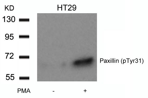 Anti-Phospho-PXN (Tyr31) Polyclonal Antibody