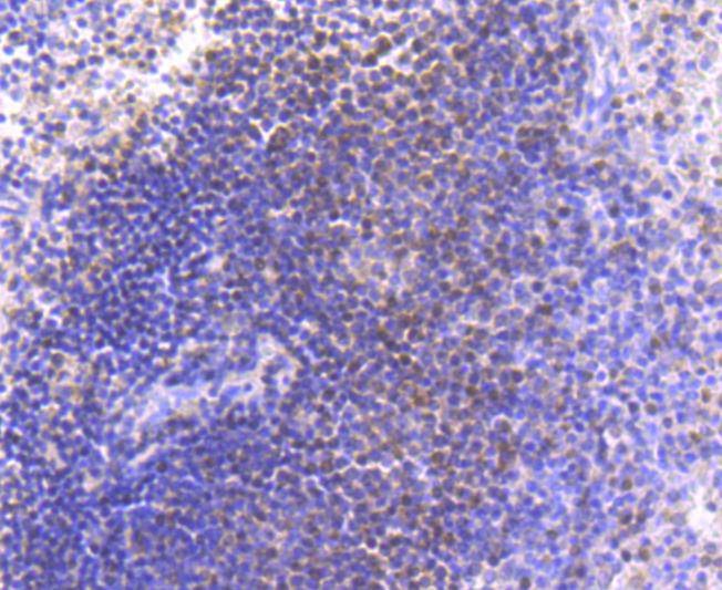 Anti-PAX5 Antibody (2B642)