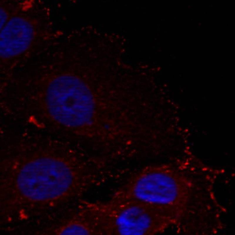 Anti-Phospho-PXN (Tyr88) Polyclonal Antibody