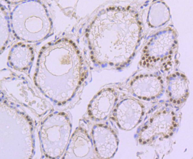Anti-PAX8 Antibody (7Q264)