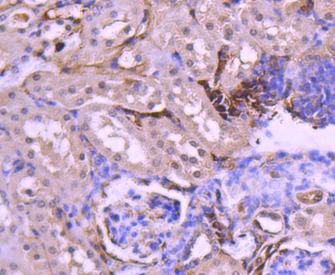 Anti-PAX8 Antibody (4E844)