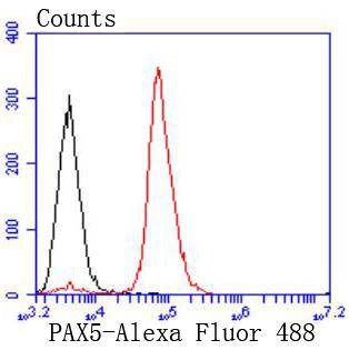 Anti-PAX5 Antibody (2B642)