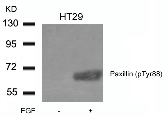 Anti-Phospho-PXN (Tyr88) Polyclonal Antibody