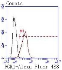 Anti-PGK1 Antibody (1H456)