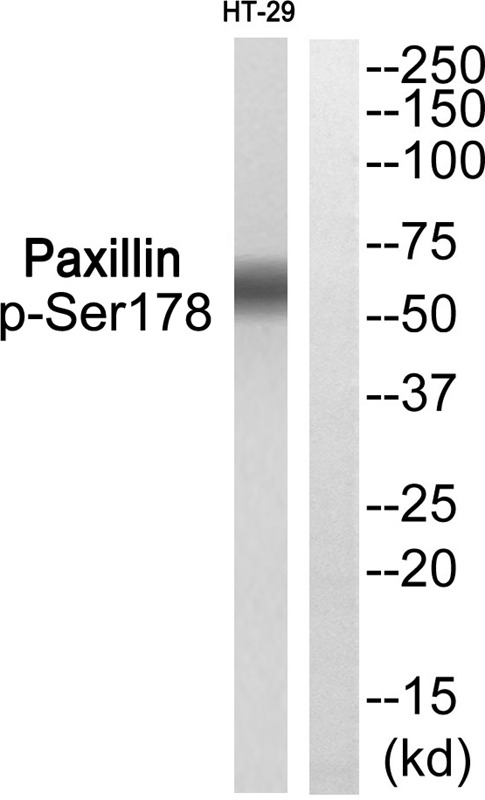 Anti-Phospho-PXN (Ser178) Polyclonal Antibody