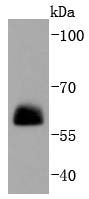 Anti-PXN Antibody (8Y831)