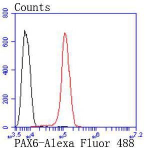 Anti-PAX6 Antibody (9N406)