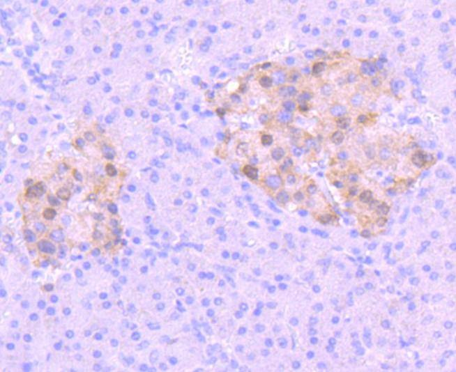 Anti-PAX6 Antibody (9M633)