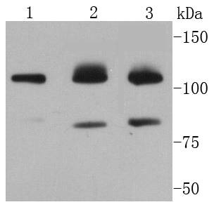 Anti-PARP1 Antibody (4Z18)