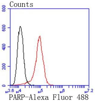 Anti-PARP1 Antibody (4Z18)