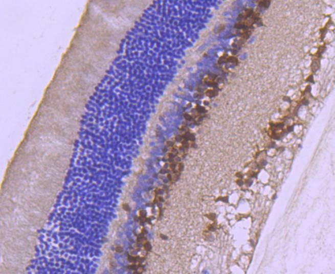 Anti-PAX6 Antibody (9M633)