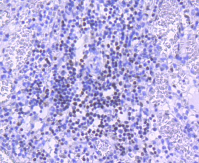 Anti-PARP1 Antibody (4Z18)