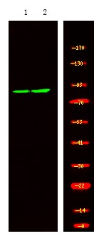 Anti-Phospho-PDE4D (Ser578) Polyclonal Antibody