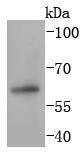 Anti-PAX7 Antibody (5T846)
