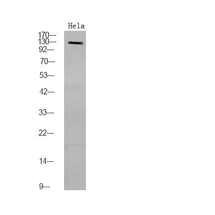 Anti-Phospho-PDE3A (Ser312) Polyclonal Antibody