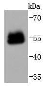 Anti-PAX6 Antibody (9N406)