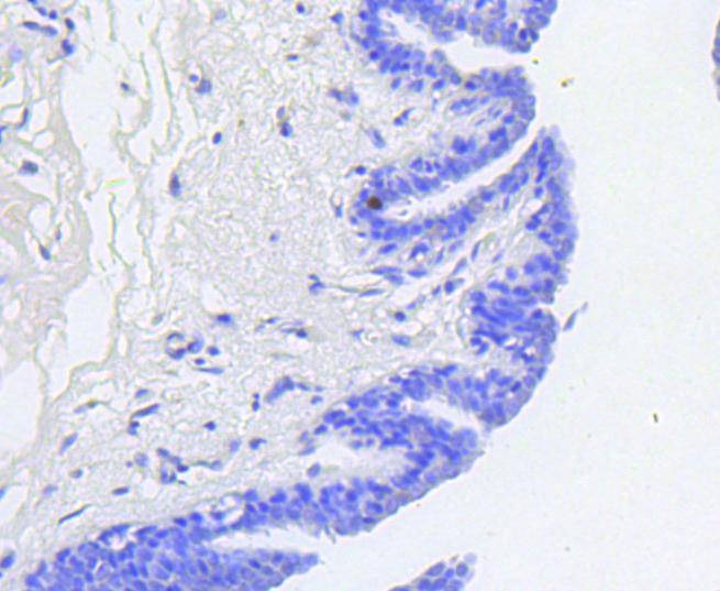 Anti-Phospho-RB1 (Ser807) Antibody (7O884)