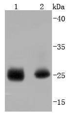 Anti-Phospho-Hsp27/HSPB (Ser78) Antibody (3C571)