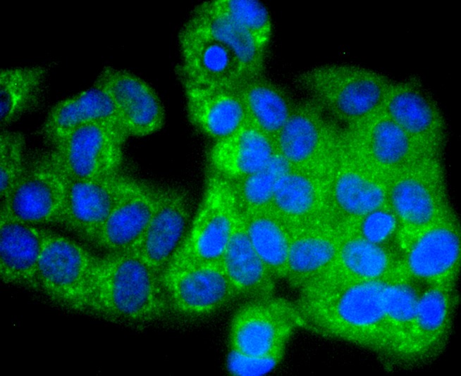 Anti-Phospho-GSK3A/B (Tyr216/279) Antibody (3N852)
